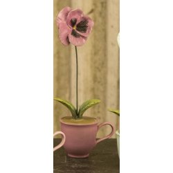 Stedmoderblomst i 4 farver/varianter.